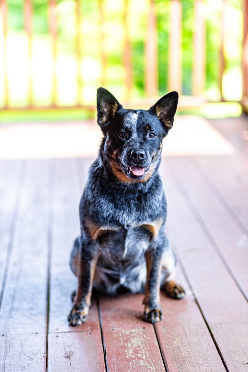 Dogs Photos
